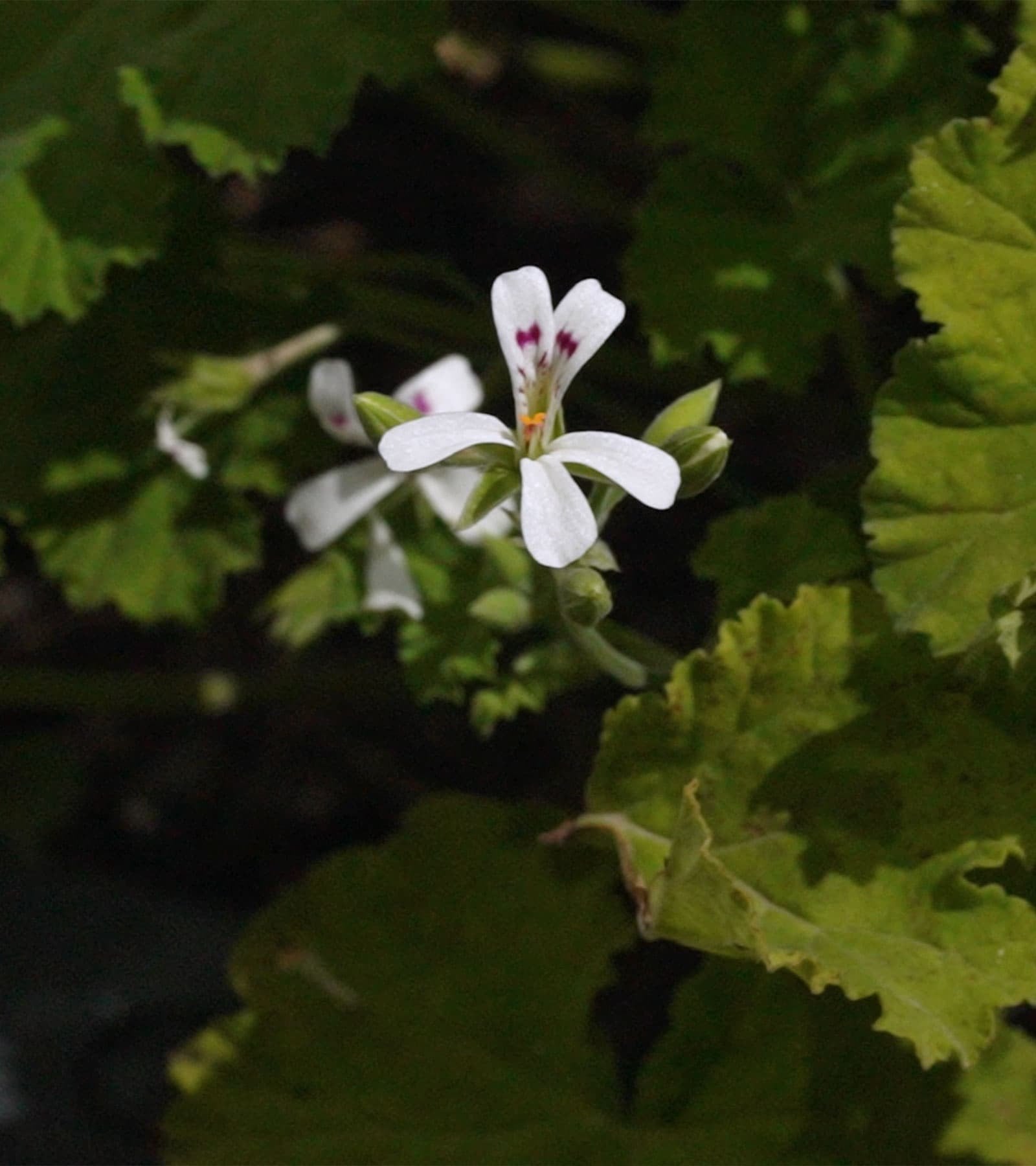 Alchemy by To'ak - Malva Flowers